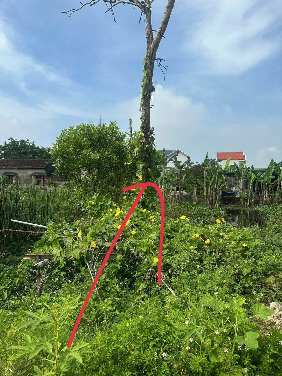 Bán đất 200m² Đông Thạnh giá 900 triệu - Ảnh thu nhỏ 4