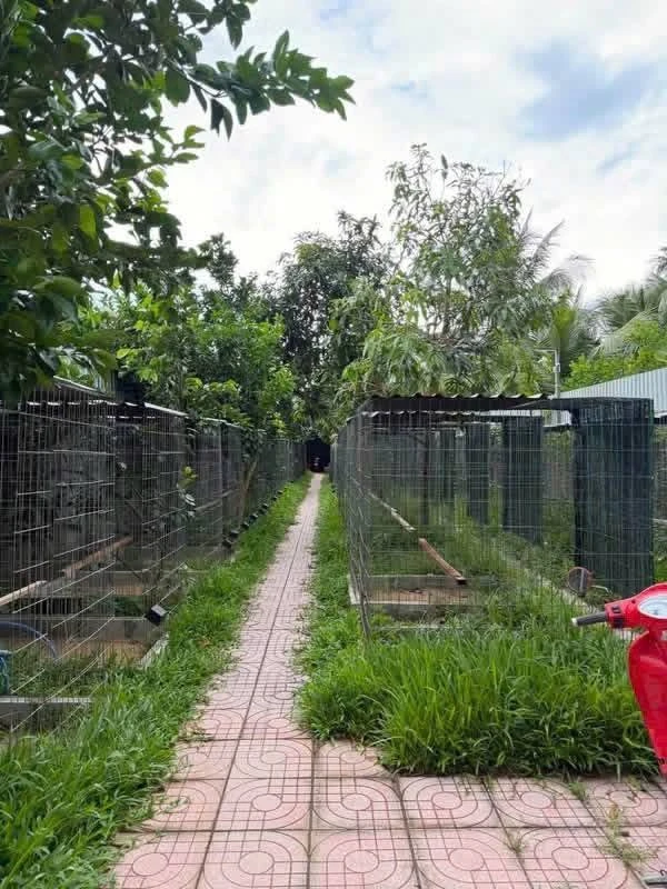 Bán trại gà Châu Hoà Vĩnh Long 1.6 tỷ 1600m2 - Ảnh thu nhỏ 3