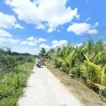 Bán vườn dừa 6100m² Phong Nẫm, Nhà Bè - Ảnh thu nhỏ 1