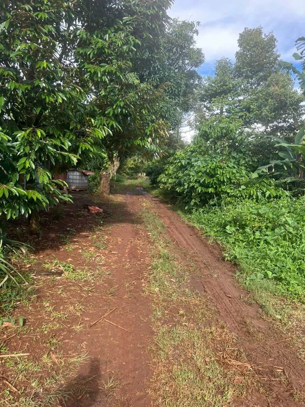 Bán đất vườn hơn 2,1 sào (2.143m2) đường Nguyễn Xuân Nguyên, Tân An, Buôn Ma Thuột, giá 2,1 tỷ