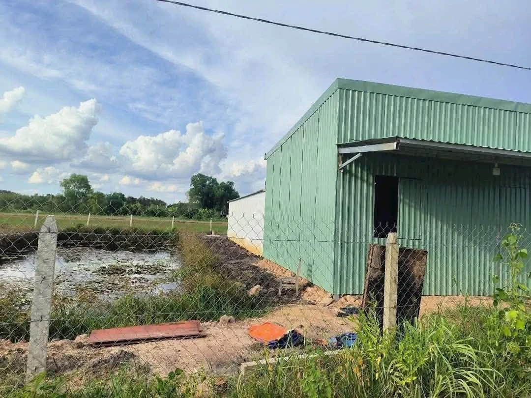 Bán đất vườn 1.156m2 đường Thanh Bình, Phường Phú An giá 2 tỷ - Ảnh thu nhỏ 3
