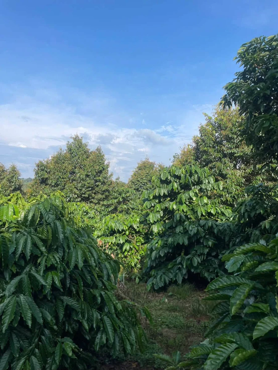 Bán 2.5 hectare đất sản xuất Tuy Đức, Lâm Đồng - Ảnh thu nhỏ 5