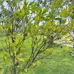 Bán nhà vườn nghỉ dưỡng 1.600m² gần Phan Thiết 1,85 tỷ - Ảnh thu nhỏ 4