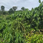 Bán đất 1,2 hectare Đắk Nông 1 tỷ 9 - Ảnh thu nhỏ 3