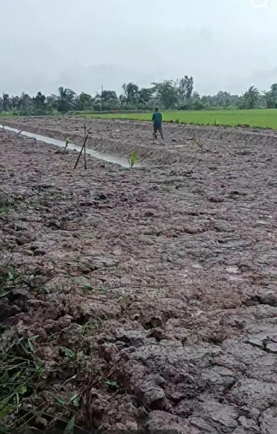 Bán đất nền 2 công tại Ba Tri, Nhà Bè - 299 triệu - Ảnh 1