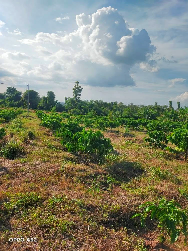 Bán 3,1 ha đất rẫy sau Bệnh viện Buôn Đôn, hạ tầng hoàn thiện - Ảnh thu nhỏ 3