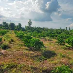 Bán 3,1 ha đất rẫy sau Bệnh viện Buôn Đôn, hạ tầng hoàn thiện - Ảnh thu nhỏ 3