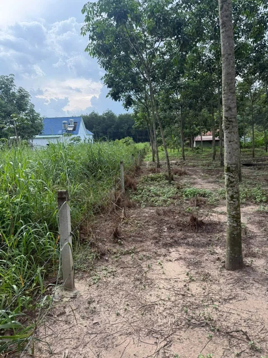 Bán đất Phú Hòa Bến Cát Bình Dương 210m² mặt tiền 4m - Ảnh thu nhỏ 5