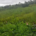 Bán đất 7000m² mặt tiền Long Hậu, Đồng Tháp - Ảnh thu nhỏ 4