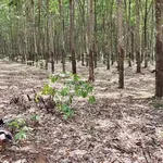 Bán 3.6ha đất Tân Hòa Đồng Phú 12 tỷ mặt tiền ô tô - Ảnh thu nhỏ 1