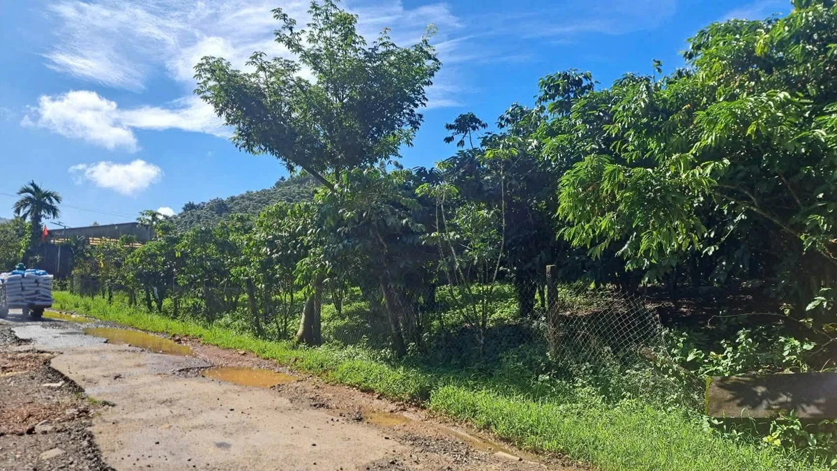 Bán 1,8ha vườn cà phê Bảo Lộc có trại heo - Ảnh 1