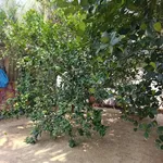 Bán đất vườn 400m² Long Bình 1, 1 tỷ 9xx triệu - Ảnh thu nhỏ 1