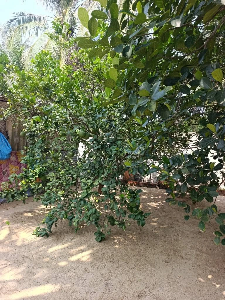Bán đất vườn 400m² Long Bình 1, 1 tỷ 9xx triệu - Ảnh 1