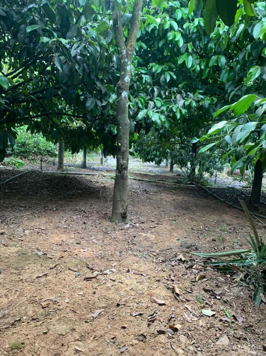 Nhà vườn siêu đẹp, nở hậu, mặt tiền đường Quốc Lộ 20 nối SG - Đà Lạt (Đạ Huoai - Lâm Đồng) - Ảnh thu nhỏ 4