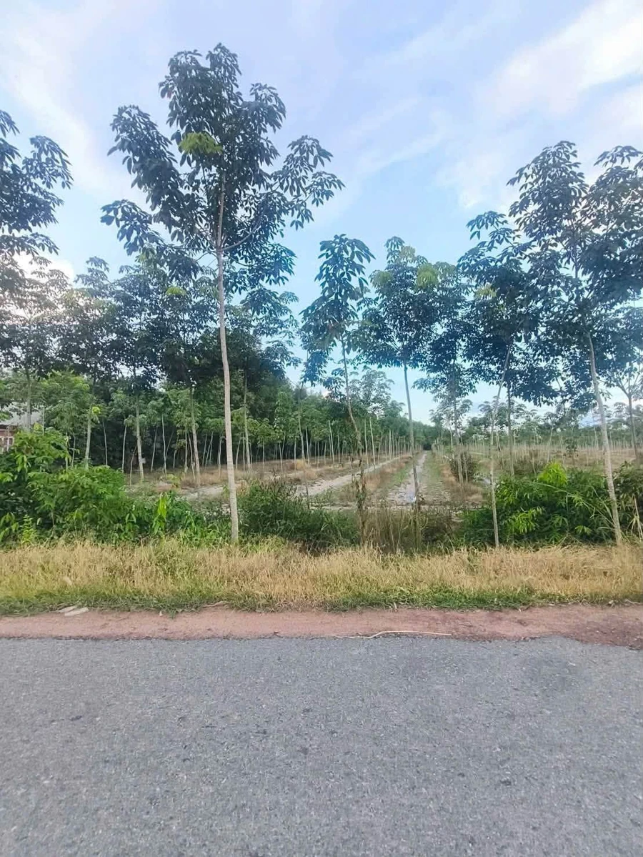 Bán 3 mẫu đất cao su Tây Ninh 1 tỷ 350/mẫu - Ảnh thu nhỏ 2