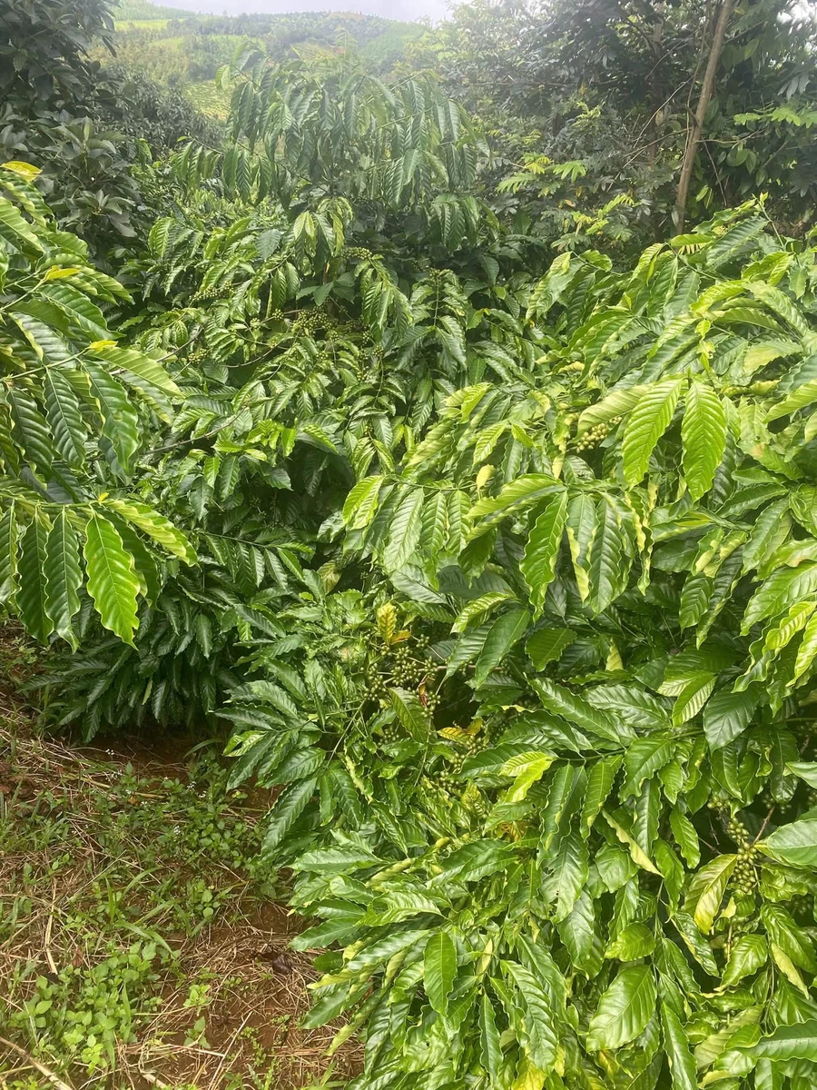 Bán đất 1,8 ha sổ sách đầy đủ Đắk Lắk 3,6 tỷ - Ảnh thu nhỏ 2
