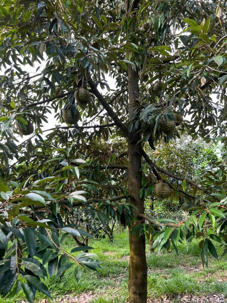 Bán vườn 8.586,7m² Thanh Sơn Đồng Nai 1 tỷ 500 triệu - Ảnh 1