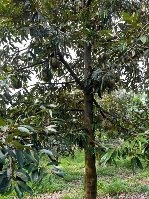 Bán vườn 8.586,7m² Thanh Sơn Đồng Nai 1 tỷ 500 triệu