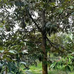Bán vườn 8.586,7m² Thanh Sơn Đồng Nai 1 tỷ 500 triệu - Ảnh thu nhỏ 1