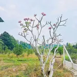 Bán lô đất 1.535m2 tặng nhà vườn An Điền 3 tỷ - Ảnh thu nhỏ 4
