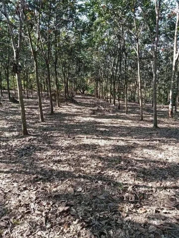 Bán 1.6 ha đất cao su Phú Trung, Đồng Nai, 2 tỷ