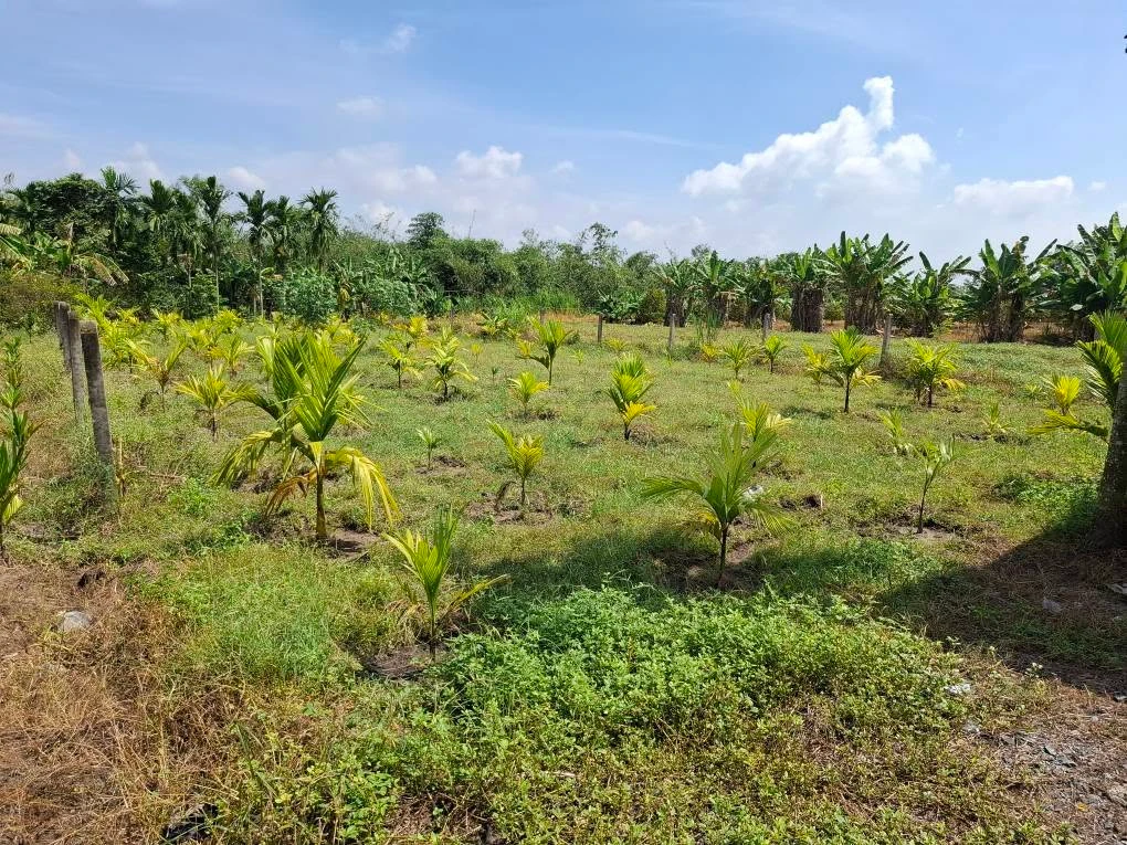 Bán đất làm vườn 645m² tại Trảng Bàng, Tây Ninh 670 triệu - Ảnh thu nhỏ 4