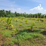 Bán đất làm vườn 645m² tại Trảng Bàng, Tây Ninh 670 triệu - Ảnh thu nhỏ 4
