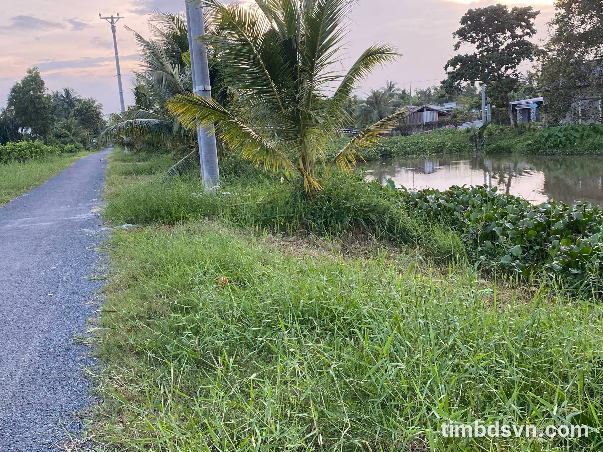 Bán 4 công đất vườn dừa 2 mặt tiền Trà Vinh - Ảnh 1