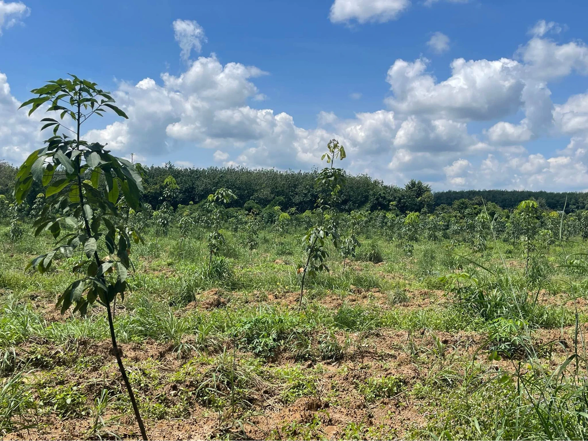Bán đất 3 hectare 400 triệu Đồng Tâm Cần Giờ - Ảnh 1
