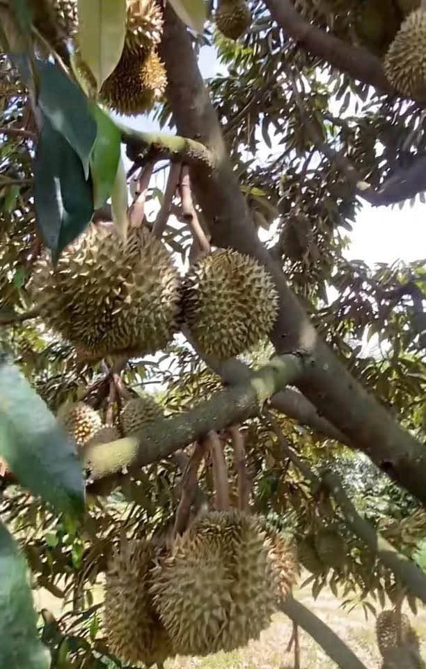 Bán đất 8 hectare sầu riêng Bình Phước 1 tỷ 8 - Ảnh thu nhỏ 2