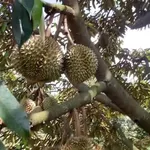 Bán đất 8 hectare sầu riêng Bình Phước 1 tỷ 8 - Ảnh thu nhỏ 2