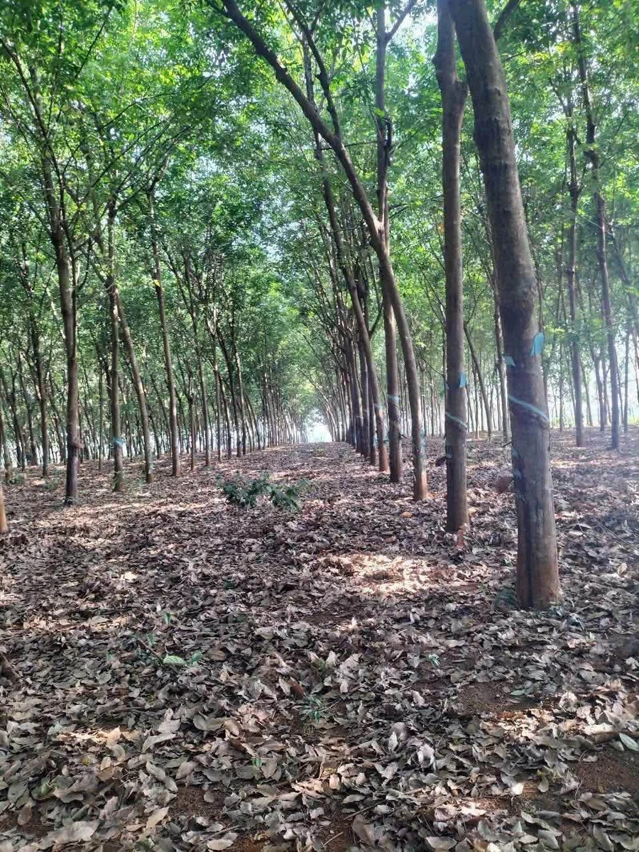 Bán 3,7 hectare đất nông nghiệp gần Đức Hạnh, Bình Dương - Ảnh 1