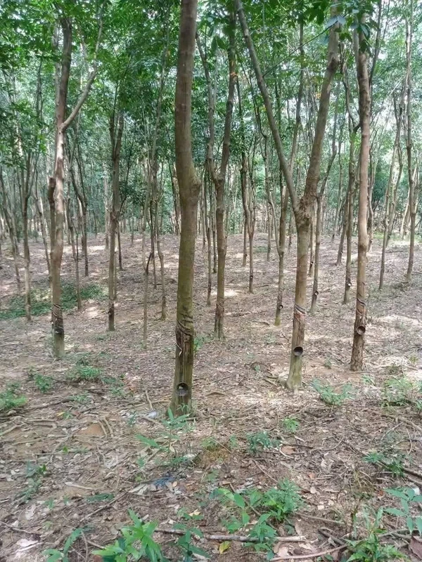 Bán đất ~1 hecta Phú Riềng, Bình Phước