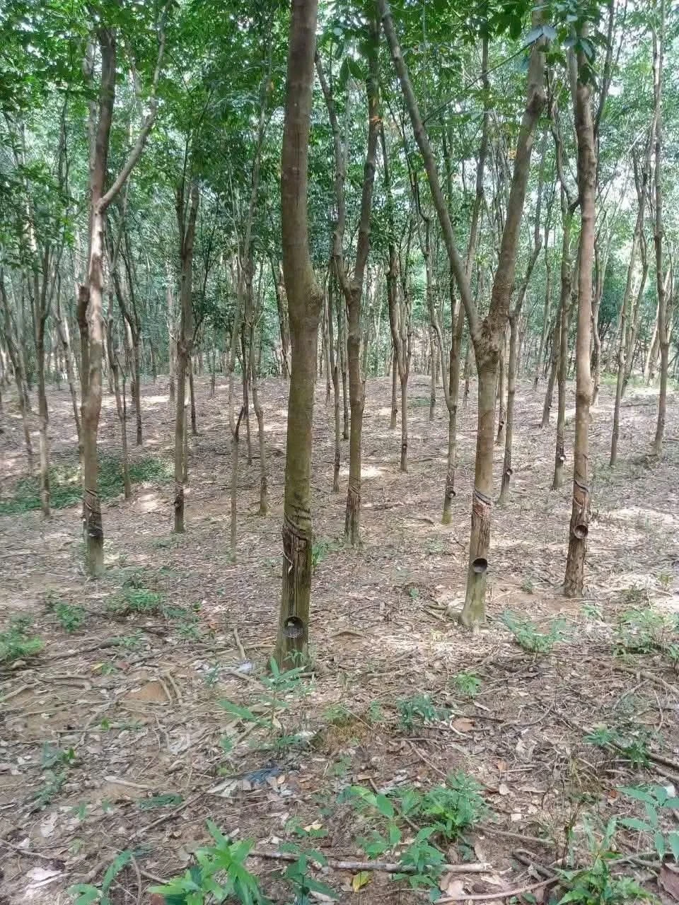 Bán đất ~1 hecta Phú Riềng, Bình Phước - Ảnh 1