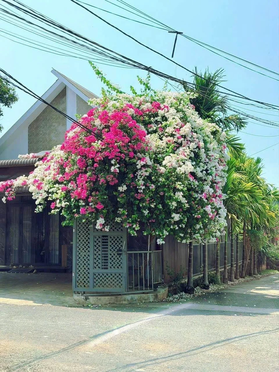Bán nhà mái thái góc 2 mặt tiền 280m² Thủ Đức 2,35 tỷ - Ảnh thu nhỏ 2