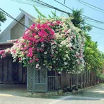 Bán nhà mái thái góc 2 mặt tiền 280m² Thủ Đức 2,35 tỷ - Ảnh thu nhỏ 2