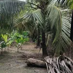 Bán đất nền mặt tiền Phước Thạnh 1 công - Ảnh thu nhỏ 3