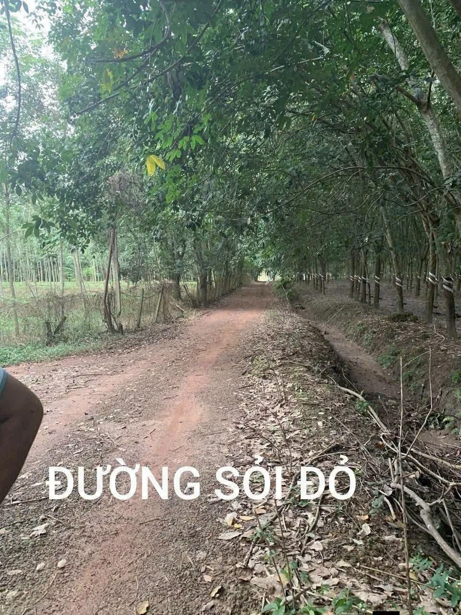 Bán đất 10 ha cây cao su Bắc Tân Uyên, giá 350k/m2 - Ảnh thu nhỏ 5