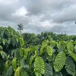 Bán đất 1 hecta 2 Lâm Động, Hóc Môn, giá 1 tỷ 6 - Ảnh thu nhỏ 5