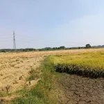 Bán 1 mẫu đất lúa Tây Ninh gần Cầu Dừa 1 tỷ 5 - Ảnh thu nhỏ 4