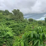 Bán 5,7 ha đất vườn cà phê có sổ hồng tại xã Đăk Mil, Lâm Đồng giá 4,65 tỷ - Ảnh thu nhỏ 1