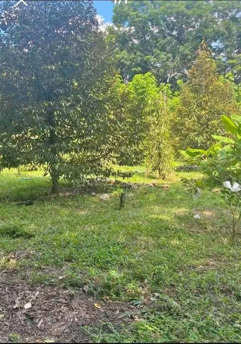Bán đất vườn 1000m² tại Đồng Nai, gần KCN Becamex - Ảnh thu nhỏ 4