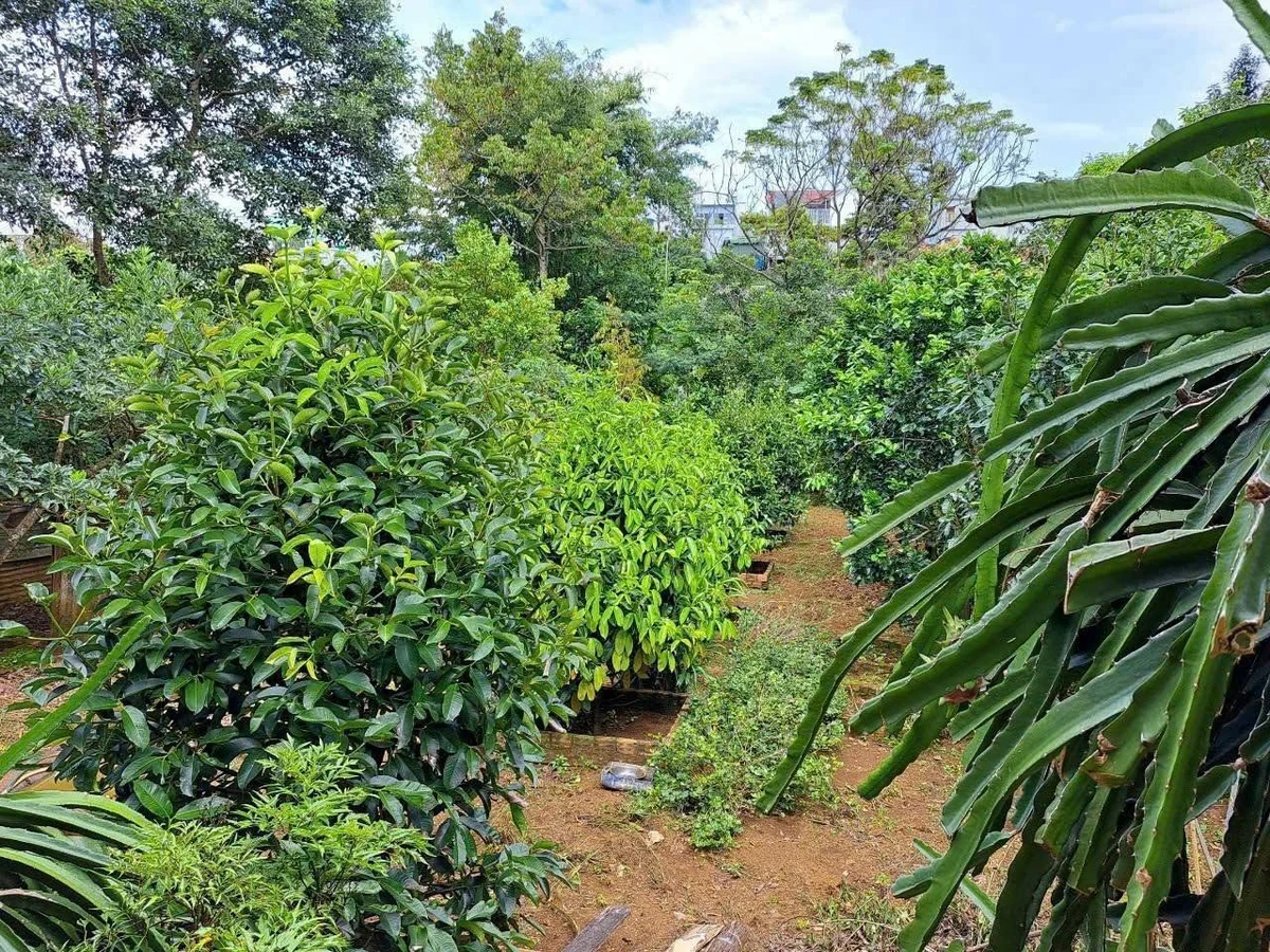 Bán nhà 260m² Phường 2 Bảo Lộc Lâm Đồng 7,5 tỷ - Ảnh thu nhỏ 3