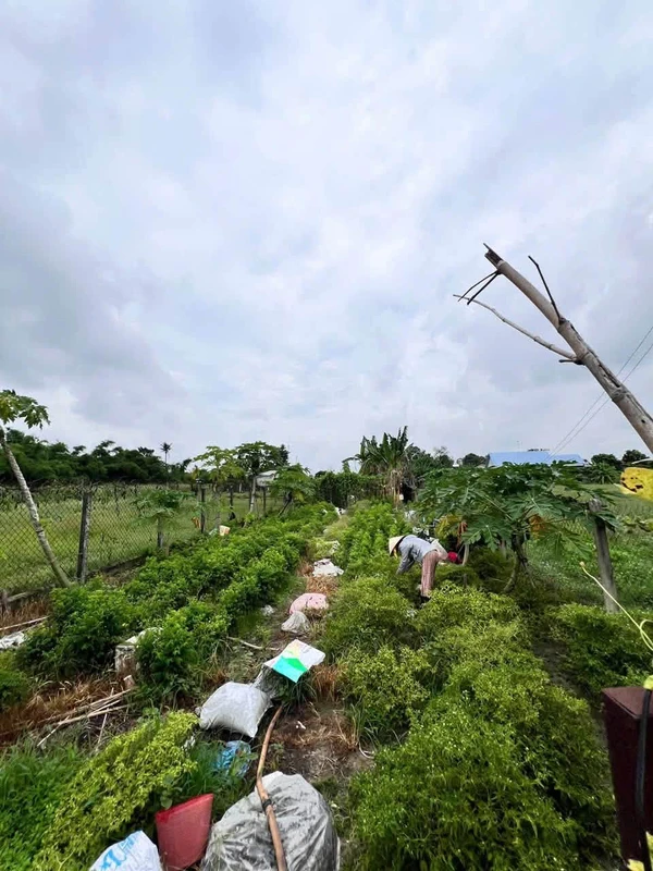 Cho thuê khu vườn 550m² mặt tiền Hòa Lợi, Tây Ninh