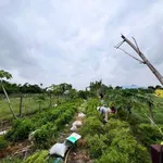 Cho thuê khu vườn 550m² mặt tiền Hòa Lợi, Tây Ninh - Ảnh thu nhỏ 1