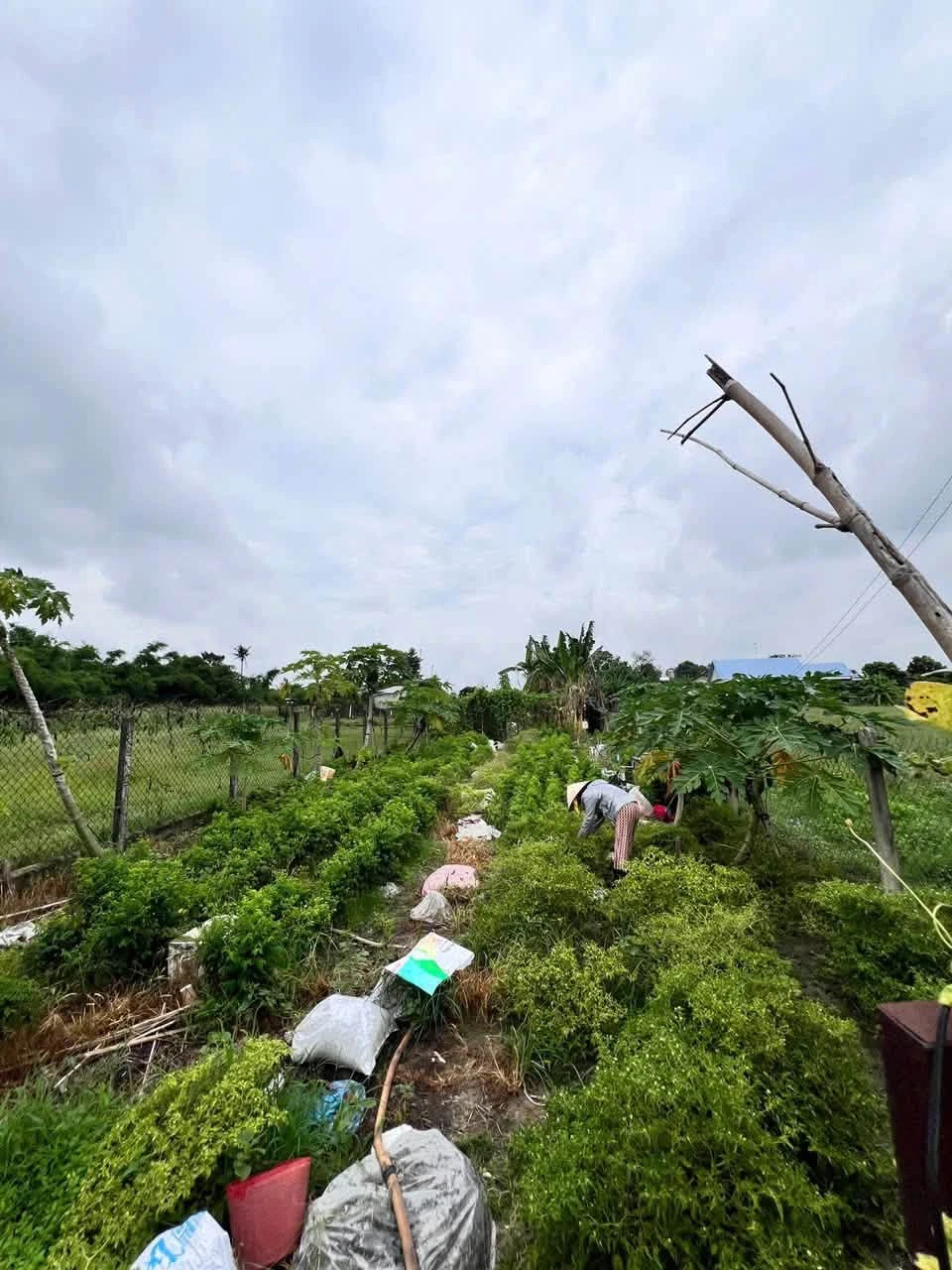Cho thuê khu vườn 550m² mặt tiền Hòa Lợi, Tây Ninh - Ảnh 1