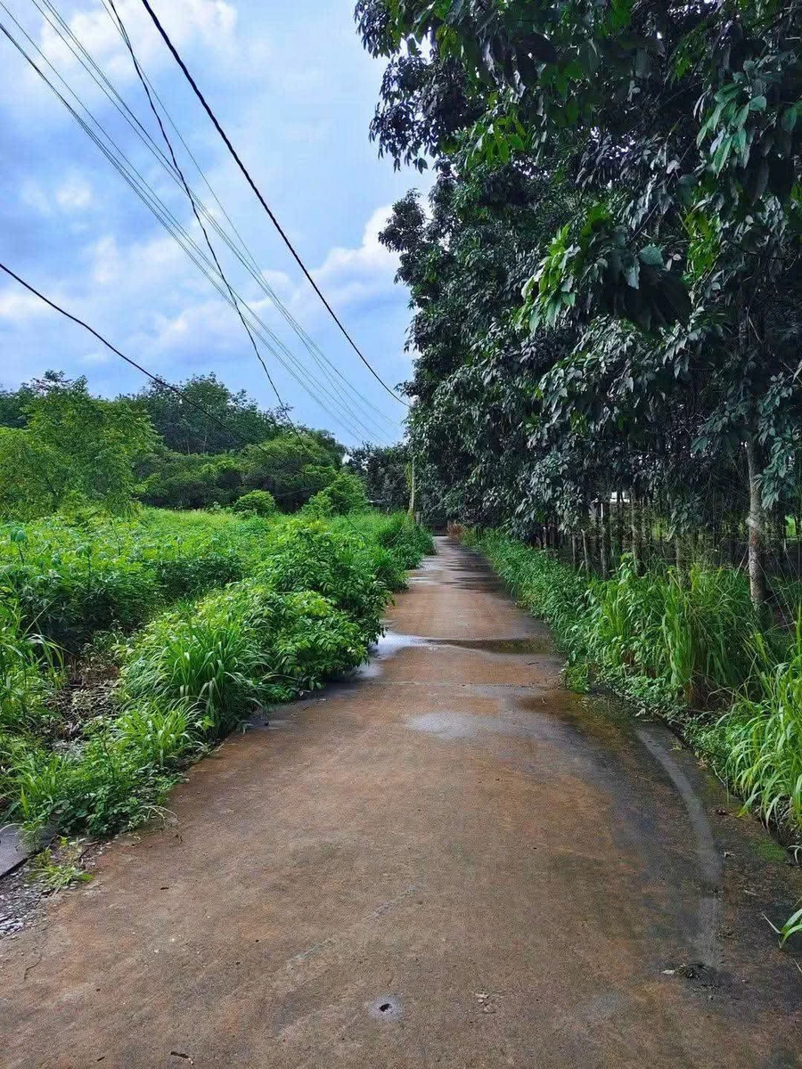 Bán đất Nhà Bè, Ấp 3, 26.100 m², 1,1 tỷ - Ảnh thu nhỏ 5