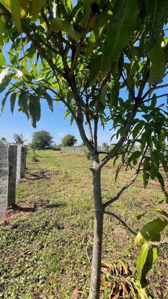 Bán đất cây trồng 850m² Hàm Liêm gần Phan Thiết - Ảnh thu nhỏ 3