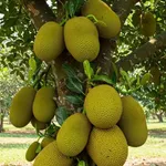 Bán đất 1ha mặt tiền 40m Đồng Tâm Bình Phước - Ảnh thu nhỏ 4