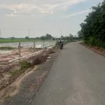 Bán đất 1169m² mặt tiền nhựa Long Thuận, Tây Ninh, 295 triệu - Ảnh thu nhỏ 4